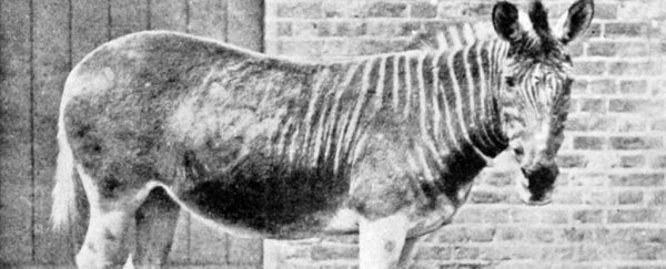 25 animals that scientists want to bring back from extinction