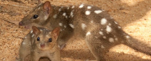 These adorable marsupials have nearly wiped themselves out because they won't stop eating toads