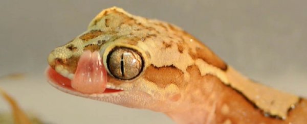 WATCH: Water droplets explode off geckos’ backs in slow motion