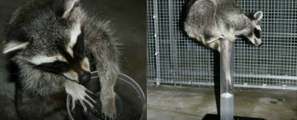 Raccoons have passed an ancient intelligence test by knocking it over
