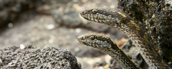 In defence of racer snakes - the 'bad guys' of snake vs iguana