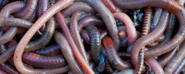 Thousands of earthworms have been raining down on Norway