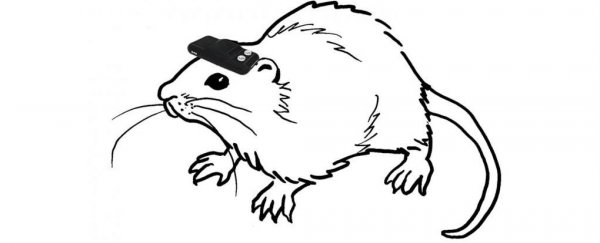 Blind rats with compass brain implants behave like they can see