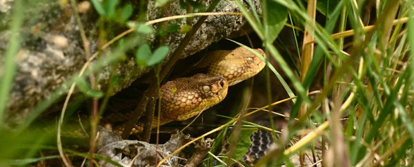 Scientists are establishing a rattlesnake colony on a remote island in Massachusetts