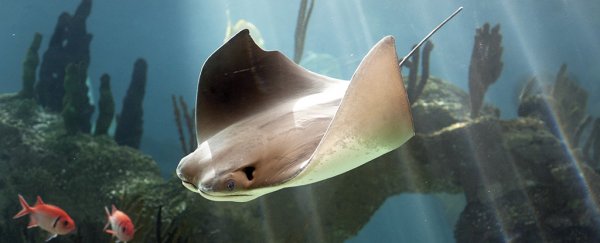The evidence is building that our teeth evolved from fish skin