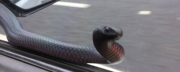 This venomous snake tapped on the window of a driving car in Australia