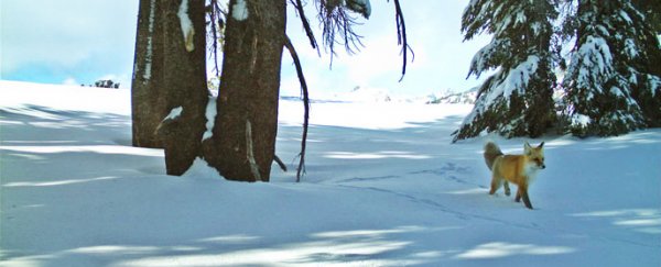 A rare fox has been seen in Yosemite for the first time in almost 100 years