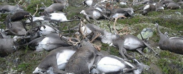 A lightning strike just killed 300 reindeer in Norway