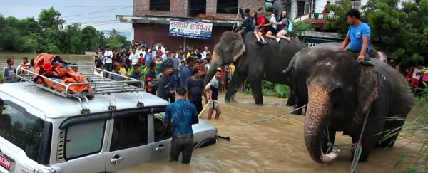 Brave rescue elephants are helping save lives in severely flooded Nepal