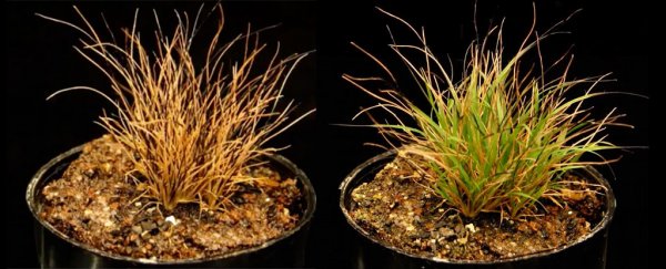 Scientists have figured out how 'resurrection grass' comes back from the dead