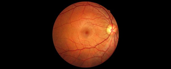 Your eyes are wired backwards: here's why