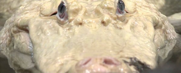 Houston's famous white alligator is "retiring" from zoo work