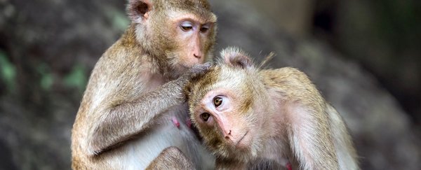 Not So Unique? A Key Feature of the Human Brain Has Just Been Found in Monkeys