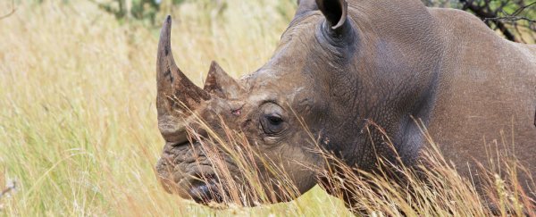 Endangered African rhinos are being relocated to Australia for protection against poachers