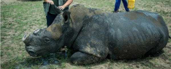 This biotech startup is 3D-printing rhino horns to try to stop poaching