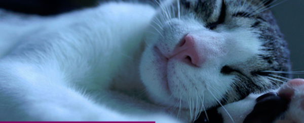 WATCH: The Secrets of Sleep