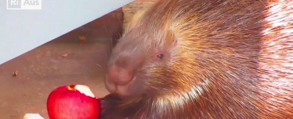 WATCH: Dating advice from the animal kingdom