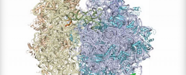 Researchers have engineered the world’s first artificial ribosome