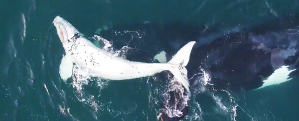 Scientists just recorded the first aerial footage of a white southern right whale