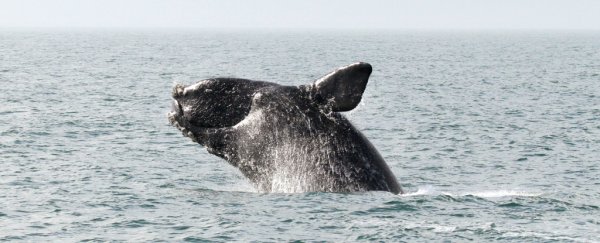 Officials say this whale species could become extinct after a devastating year