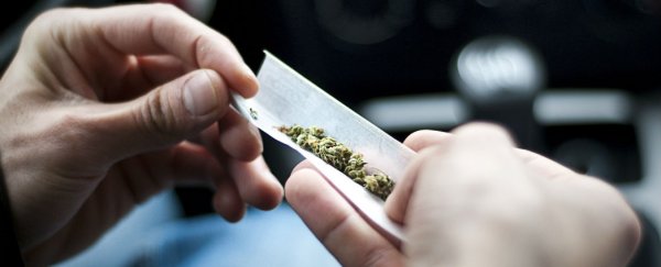 Marijuana is much safer than alcohol and tobacco, new study finds