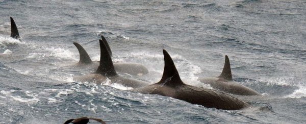 WATCH: First video footage of rare 'Type D' orcas