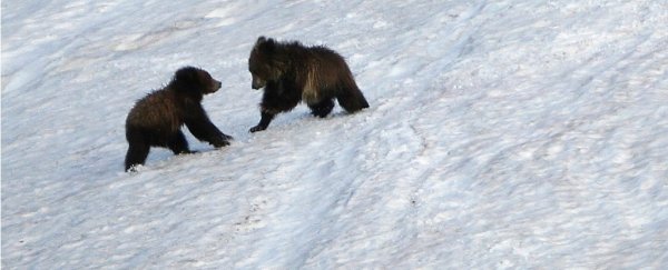 US officials to lift Yellowstone grizzly bear protections