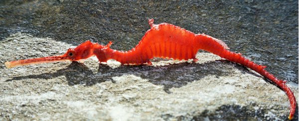 Incredibly rare ruby sea dragon has been caught on camera for the first time