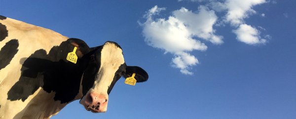 This new power plant will produce clean energy from cow manure