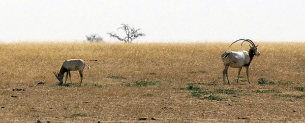 Antelopes are returning to the Sahara 20 years after going extinct in the wild
