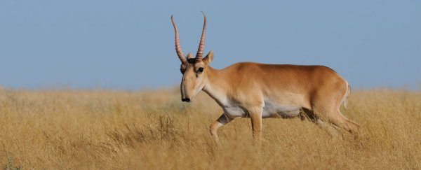 60,000 critically endangered antelopes dropped dead in 4 days