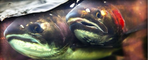 The key to safer rare earth element production is... salmon sperm?
