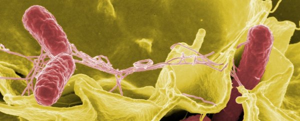 Scientists are genetically engineering Salmonella to destroy brain tumours