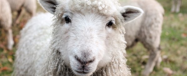 What would happen if everybody in the US went vegan right now?