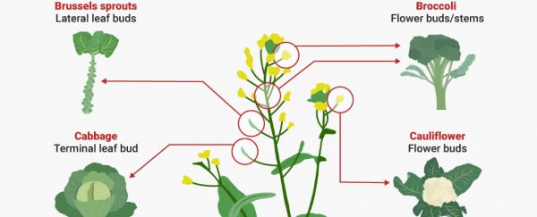These 6 common vegetables are actually all the same plant species