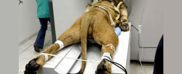 Here's the story behind that amazing image of a lion getting a CAT scan