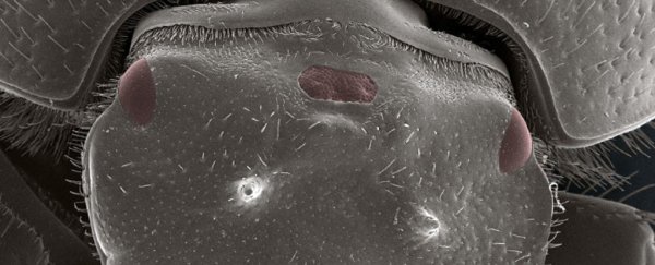 Scientists have engineered beetles with a fully functional third eye