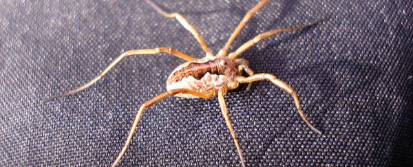 Neuroscientists have successfully removed specific phobias from people's brains