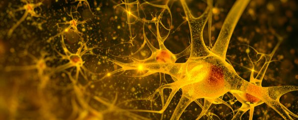 Schizophrenia found to be caused by faulty helper cells in the brain