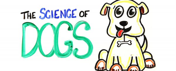 Watch: The science of dogs
