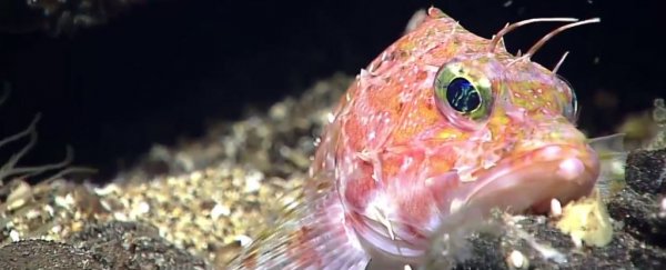 Scientists are streaming a live video feed of the Mariana Trench right NOW