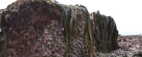 New Zealand's earthquake was so intense, it lifted the sea bed 2 metres above ground