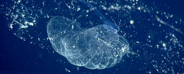 After a century of searching, scientists have confirmed the existence of this bizarre sea blob