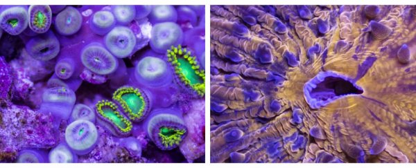 WATCH: New footage shows why colours are better under the sea