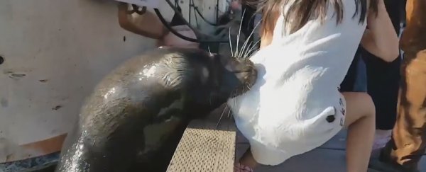 Watch the terrifying moment a wild sea lion yanks a girl into the water