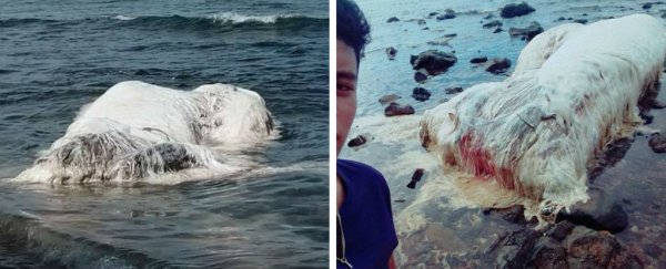 Locals are freaking out over the weird-as-hell carcasses washing up in the Philippines