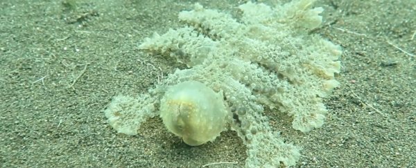 We need to talk about this weird alien creature filmed off the coast of Bali