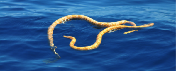 Two 'extinct' sea snakes just appeared off the coast of Australia