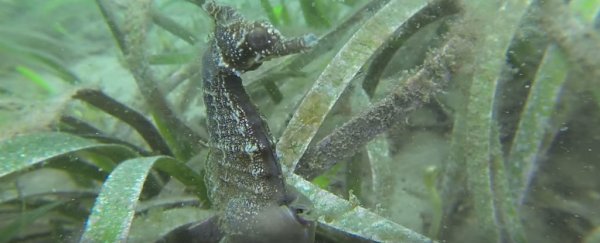 WATCH: First-ever footage of a seahorse giving birth in the wild