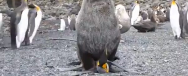 WATCH: Fur seals caught having sex with penguins